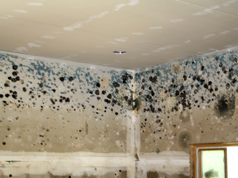 Mold Damage