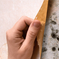 Mold and Stains