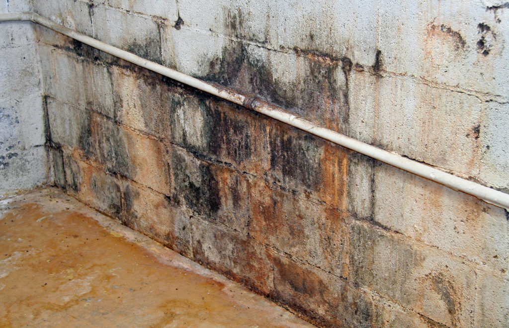 Dangerous Types Of Mold And How To Avoid Them   Canstockphoto5780681 1024x660 