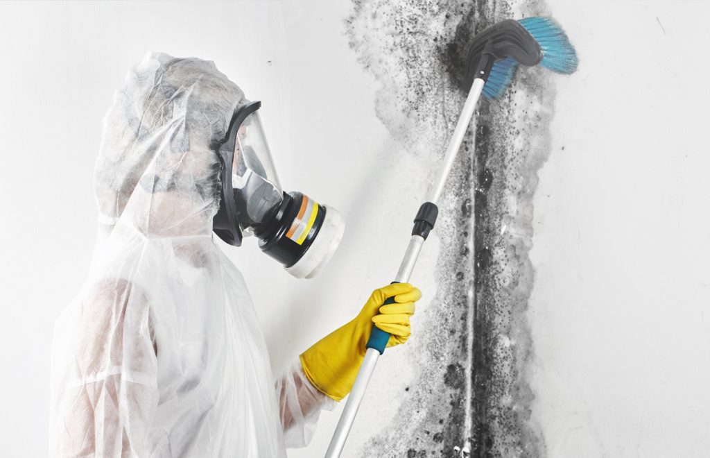 Mold Cleaning
