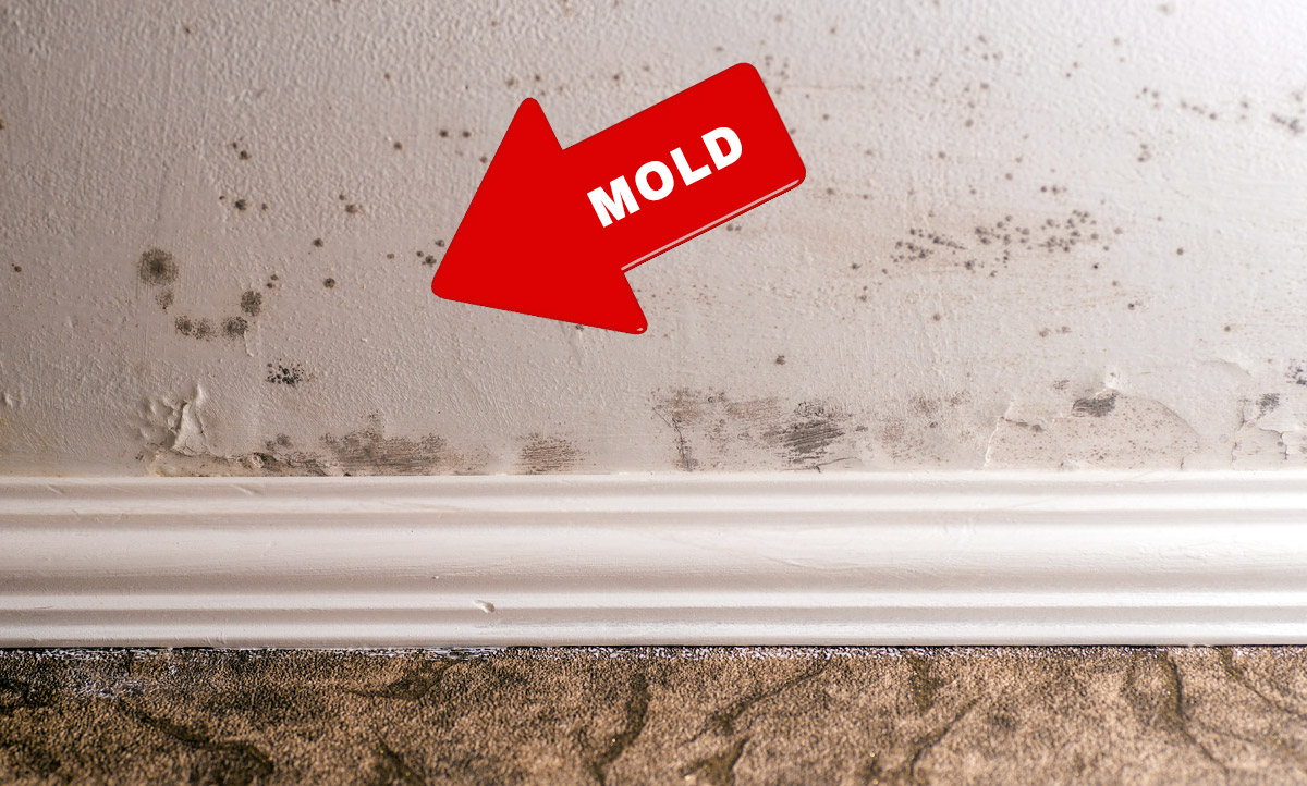 Health Concerns with a Moldy Basement