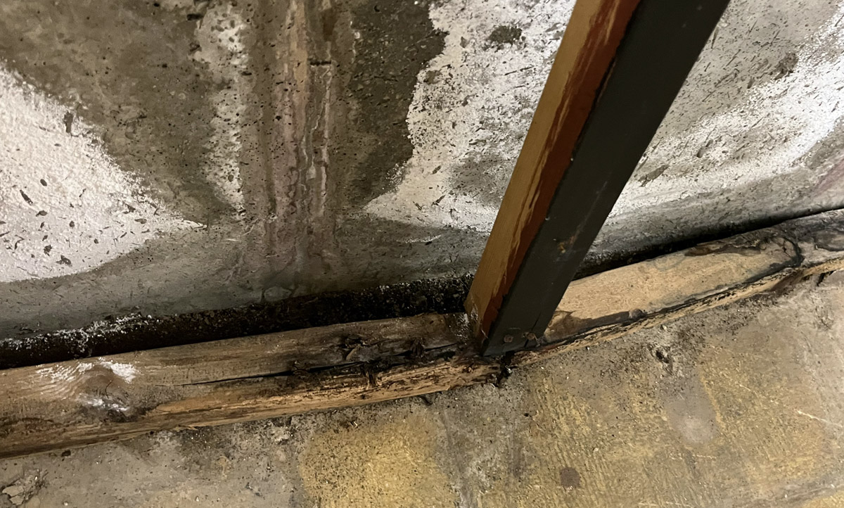 Black Mold